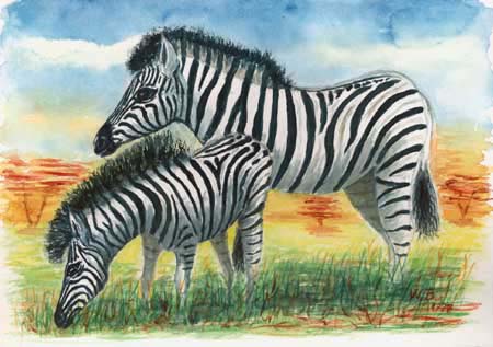 Bild32 Zebras